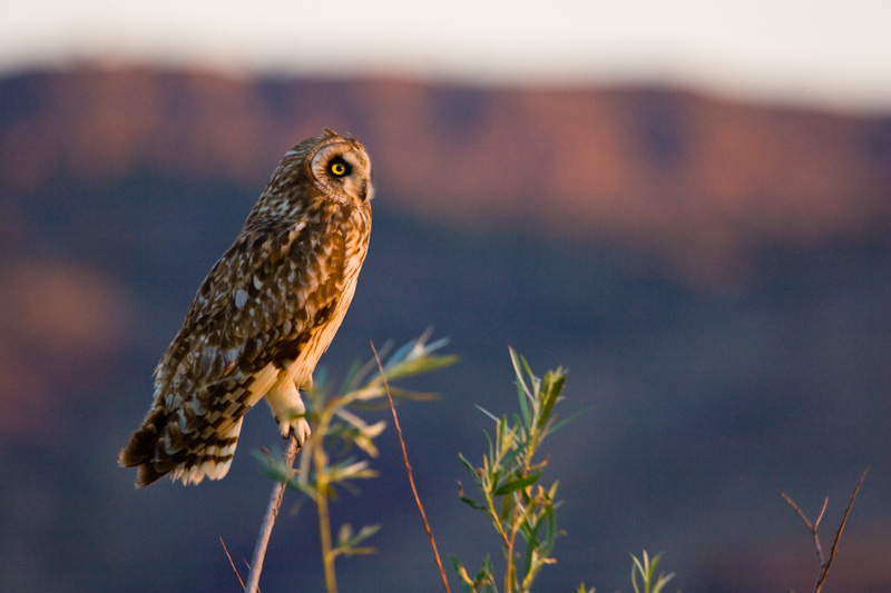 Short-Eared Owl